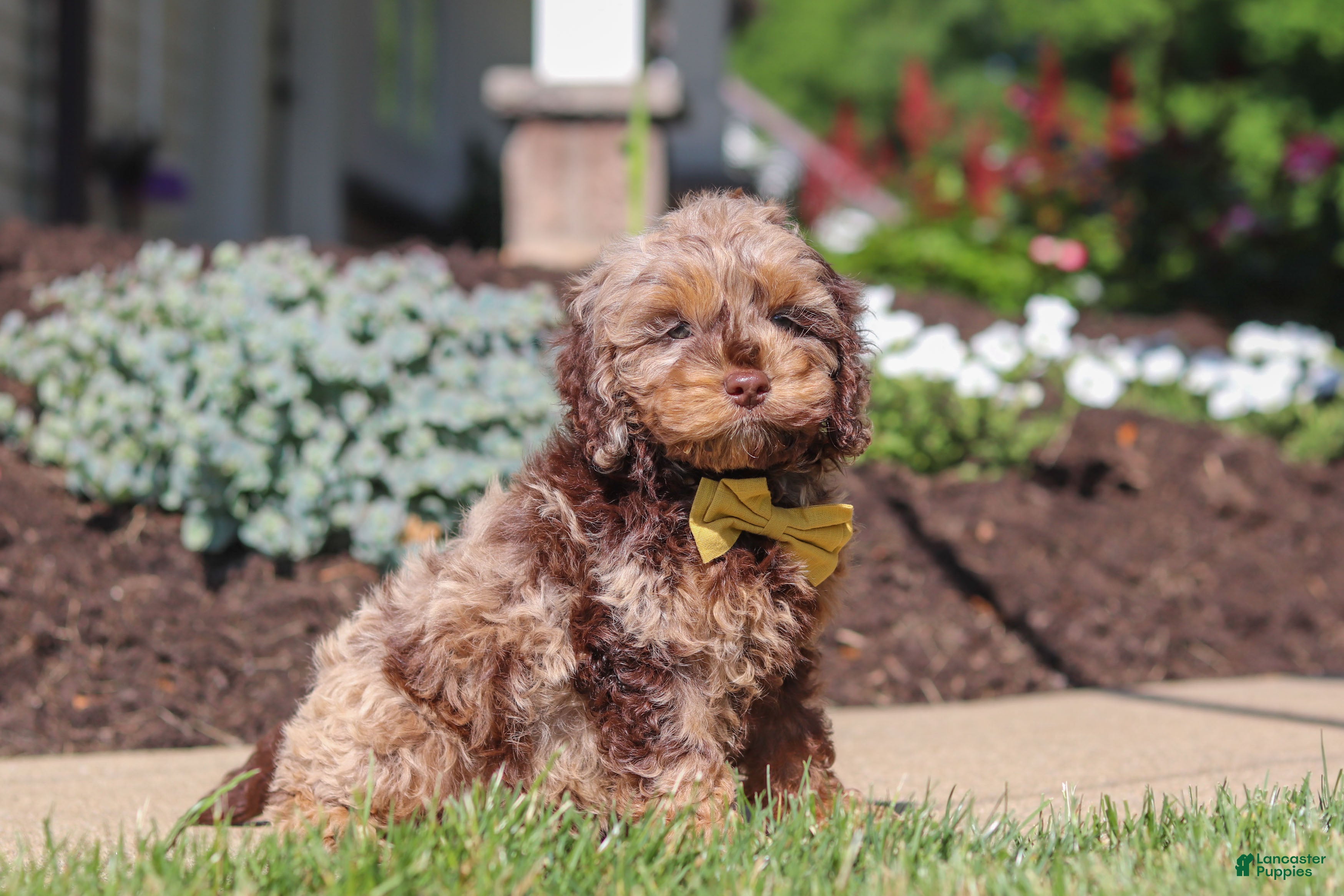 Cockapoo dogs Quinton - Ad 1