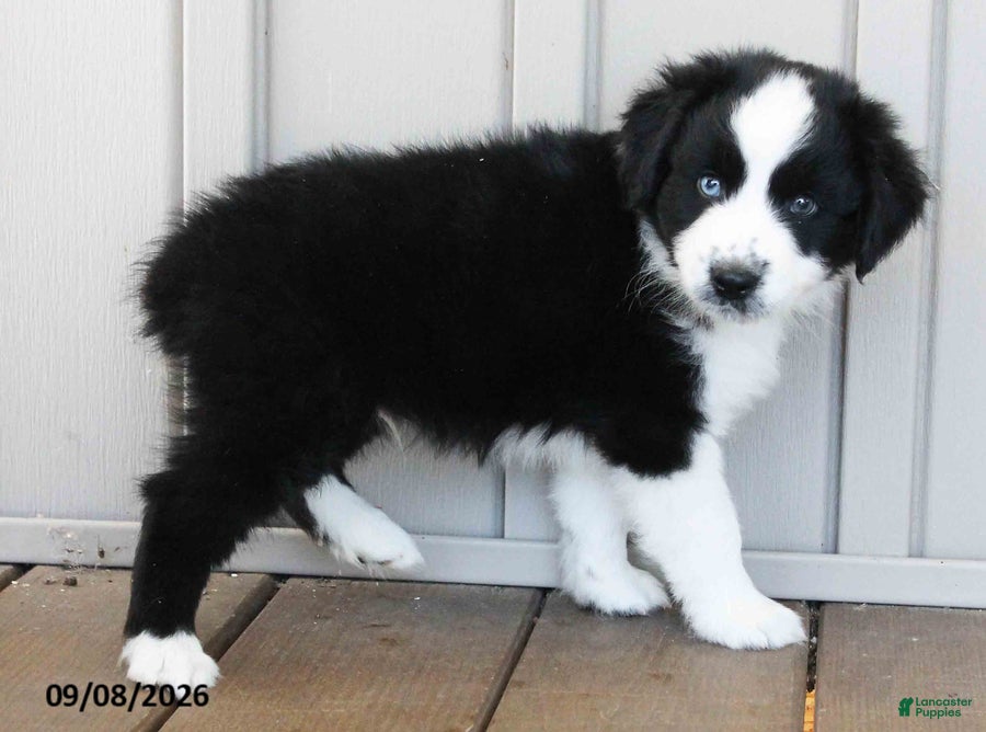 Australian Shepherd dogs Abner Blue Eyes - Ad 2