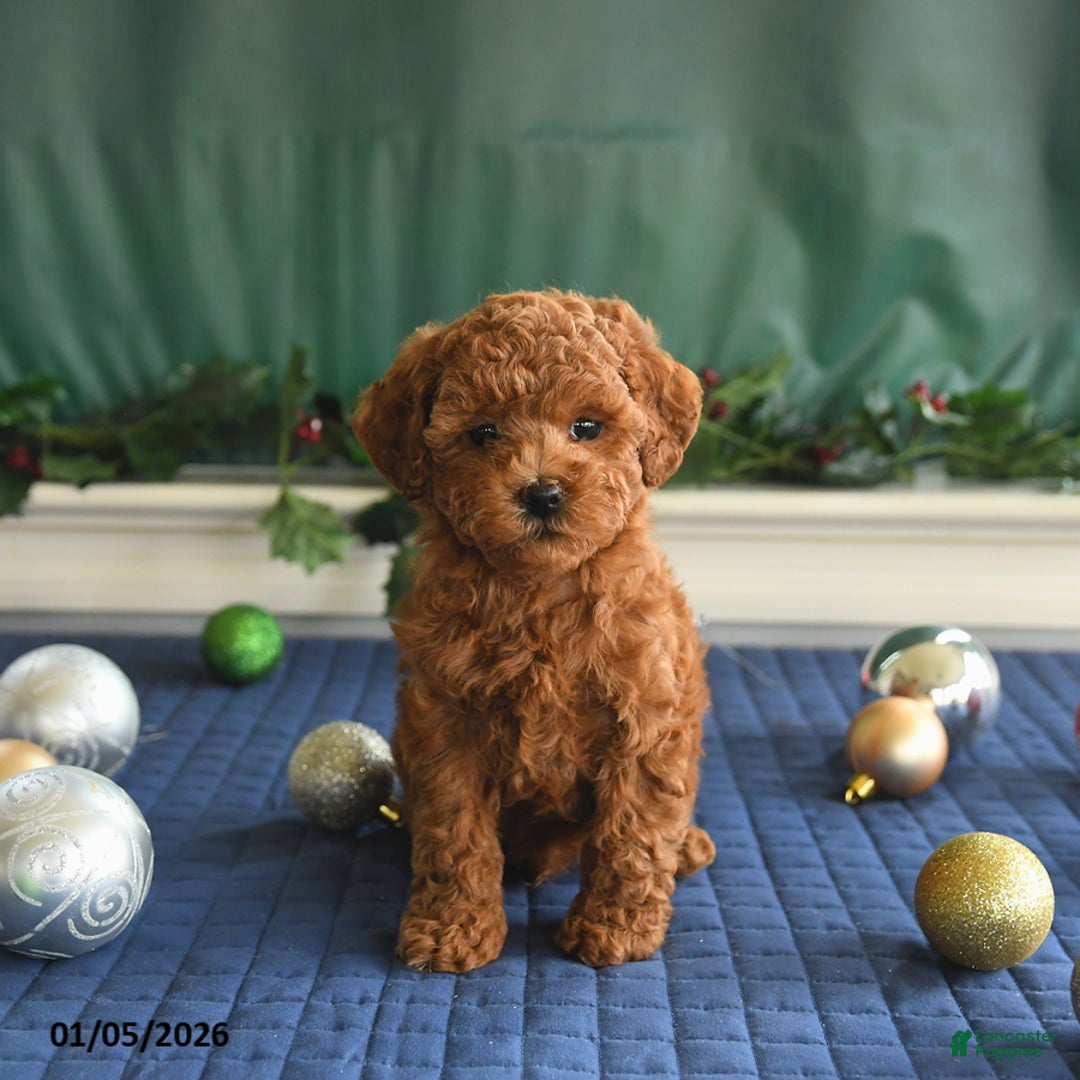 Toy Poodle dogs for sale: Pal   - Ad 5