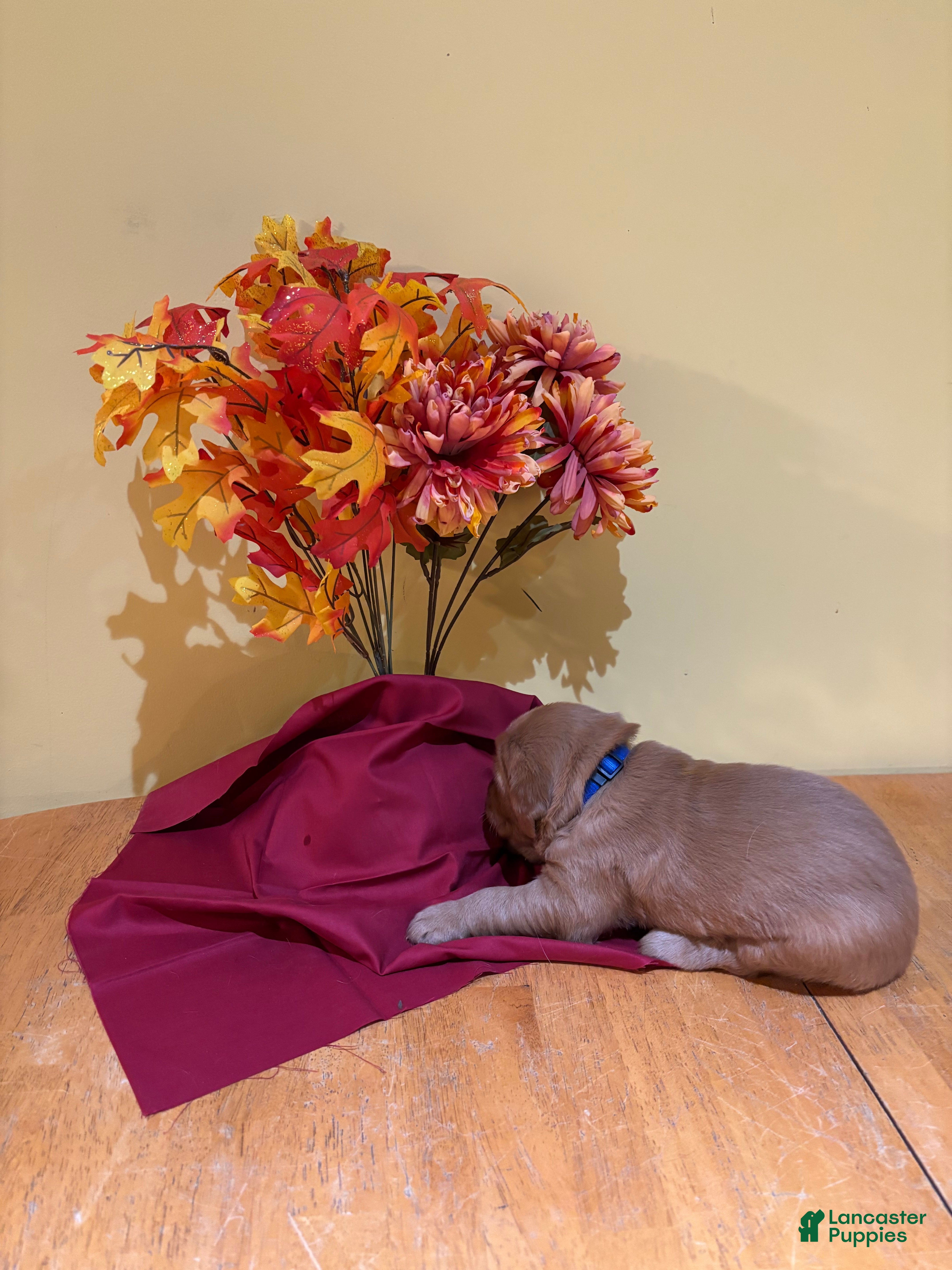Golden Retriever dogs  Mr Blue (reserved) - Ad 1