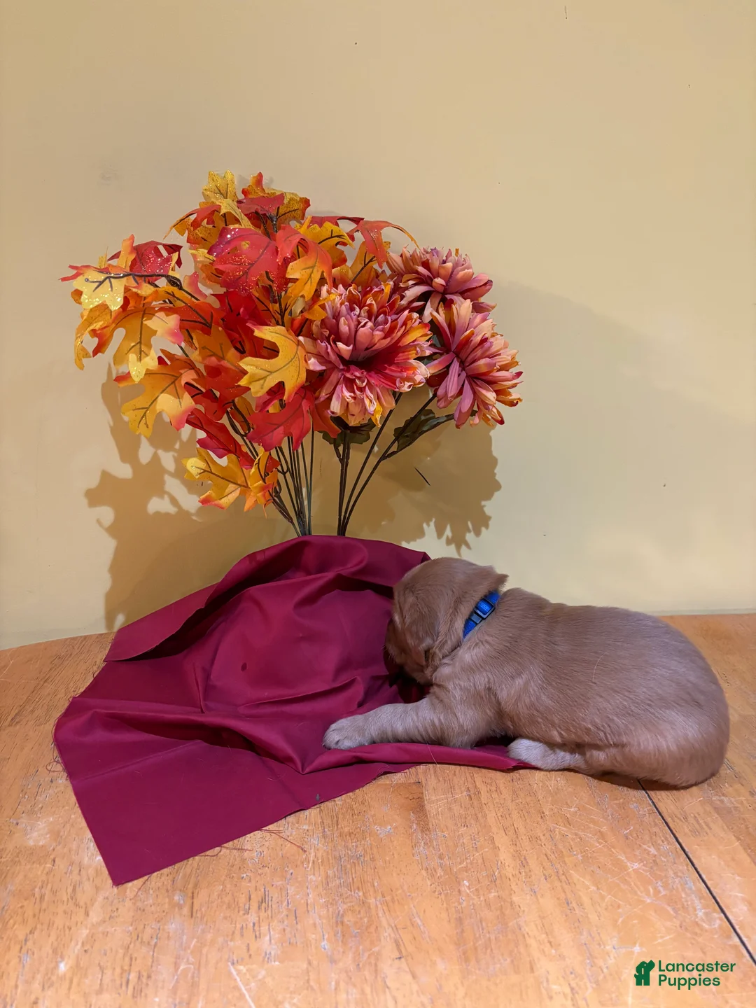 Golden Retriever dogs for sale:  Mr Blue (reserved) - Ad 1