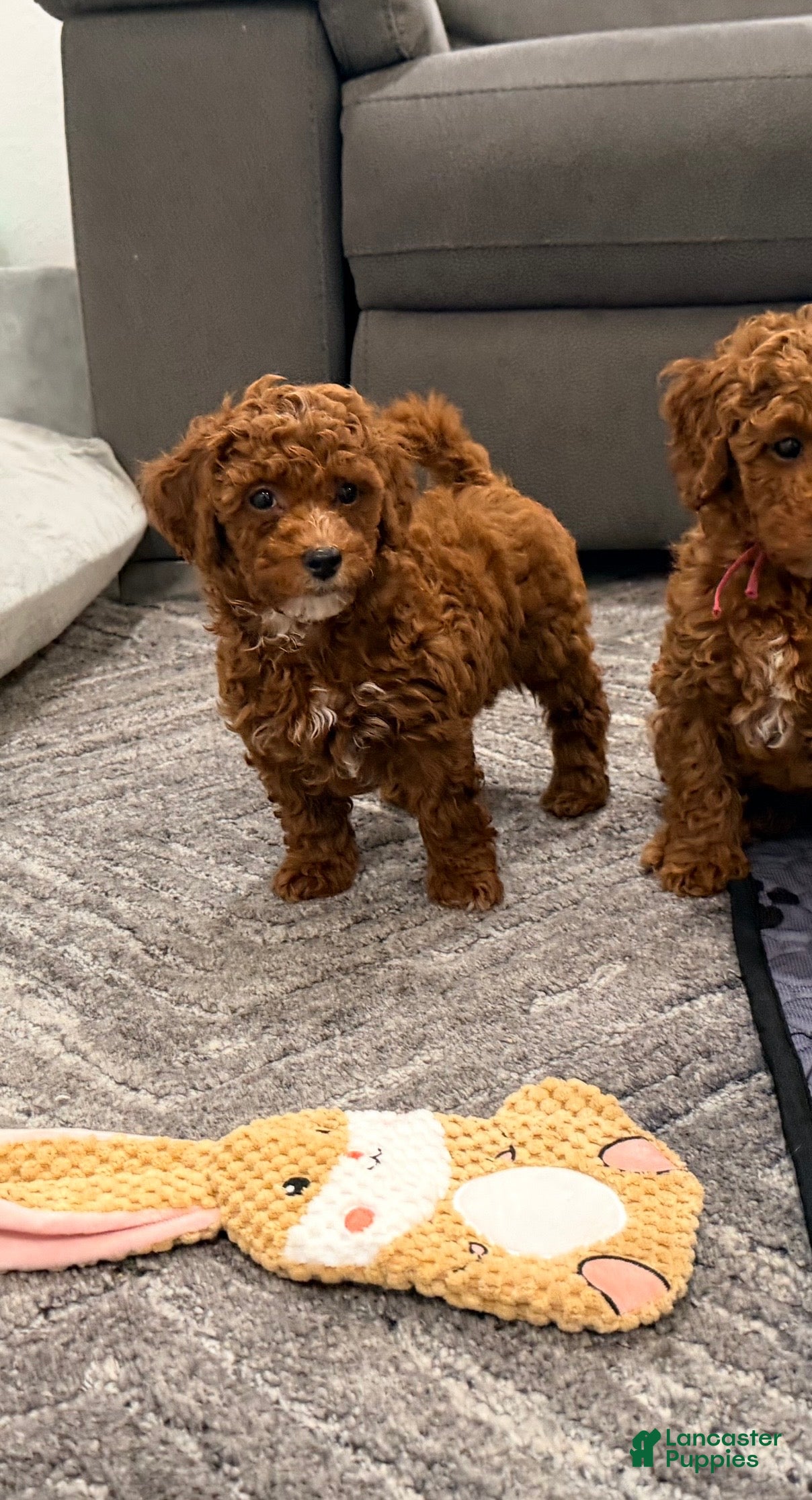 Mini Goldendoodle dogs Cannoli - Ad 2