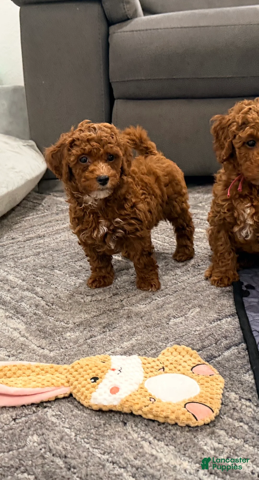 Mini Goldendoodle dogs for sale: Cannoli - Ad 2