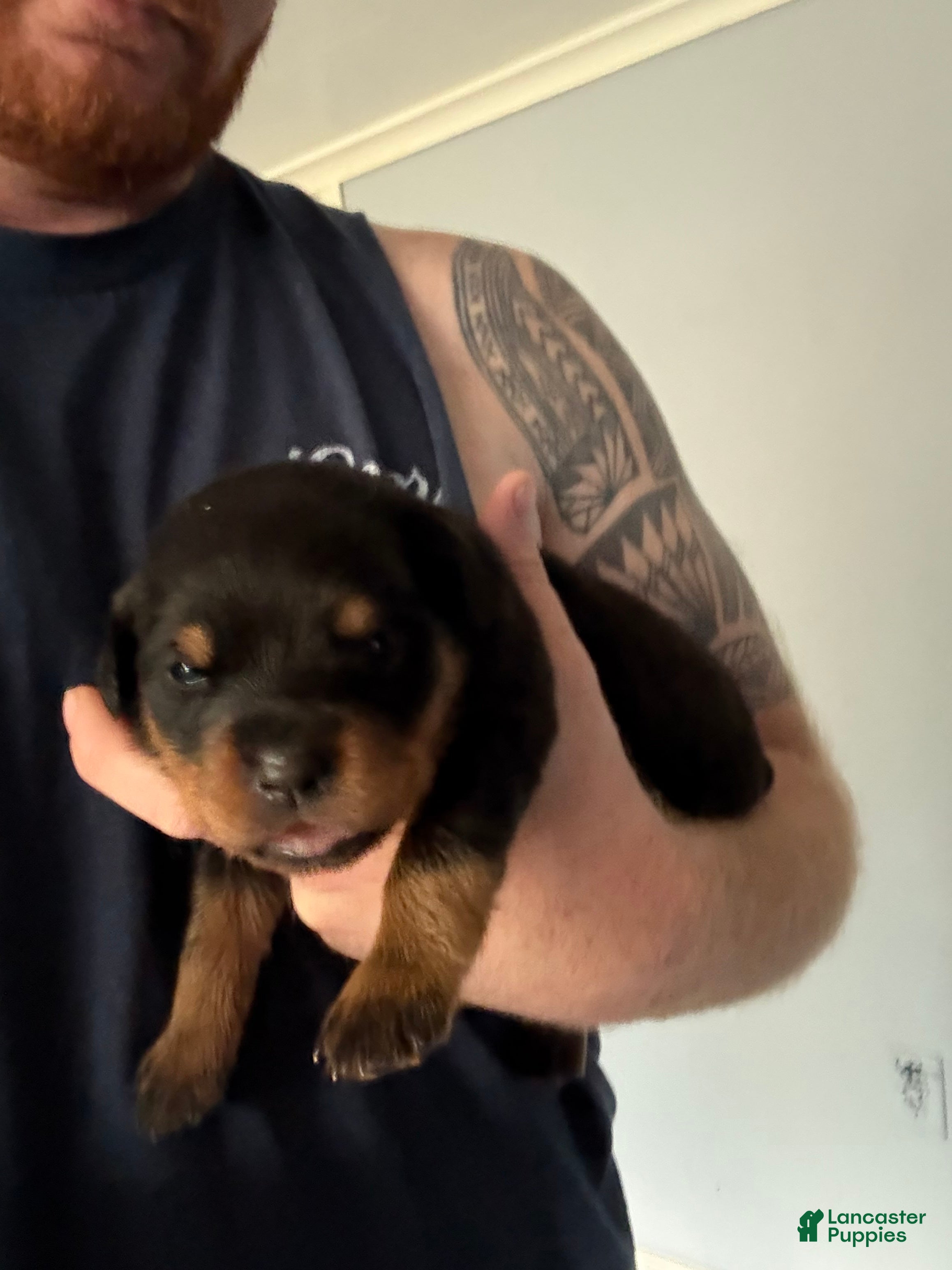 Rottweiler dogs Rottweiler 5 - Ad 30