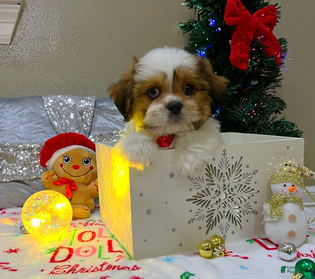 Shih Tzu dogs for sale: Gingerbread  - Ad 3