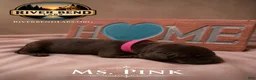 Labrador Retriever dogs for sale: Ms. Pink - Ad 1