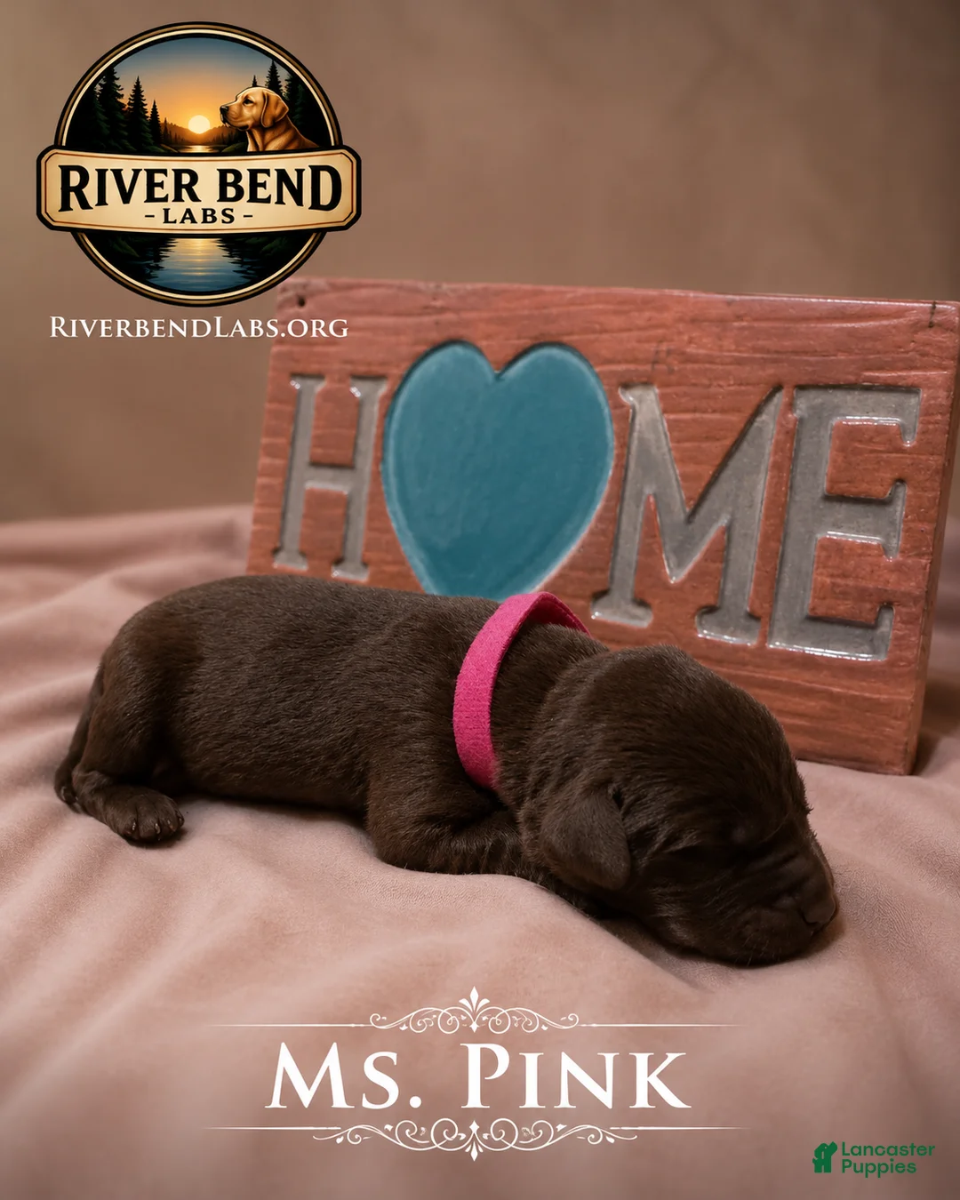 Labrador Retriever dogs for sale: Ms. Pink - Ad 1
