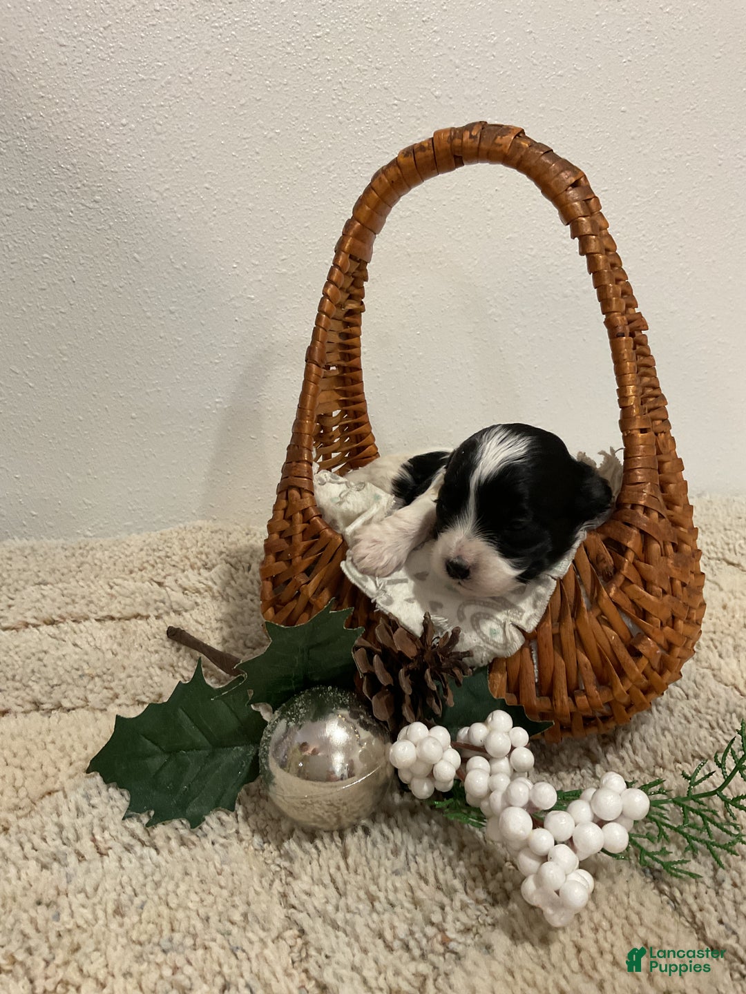 Maltipoo dogs for sale: HOLLY - Ad 3