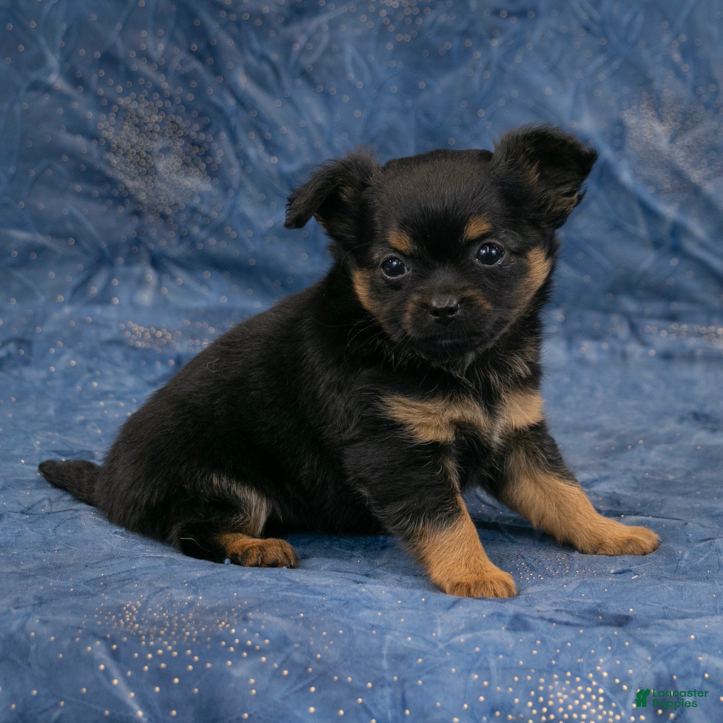 Chihuahua dogs Max - Ad 2