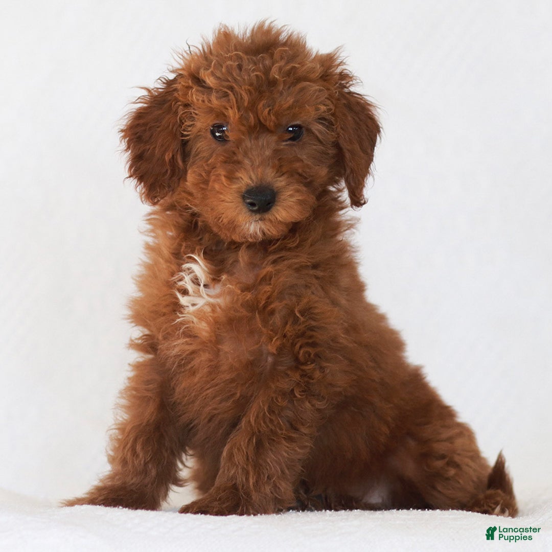 Goldendoodle dogs for sale: Lily - Ad 1