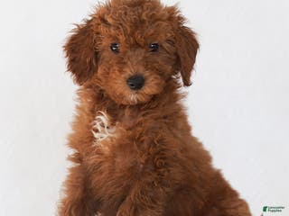 Goldendoodle dogs Lily - Ad 37