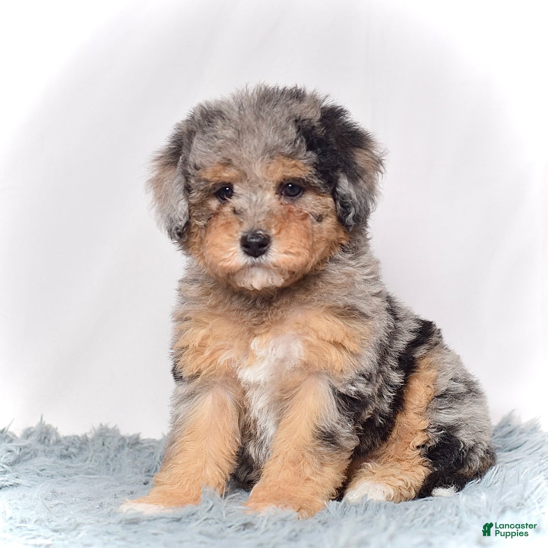 Mini Goldendoodle dogs for sale: Ms. Usha - Ad 3