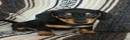 Miniature Dachshund dogs for sale: Elli - Ad 1