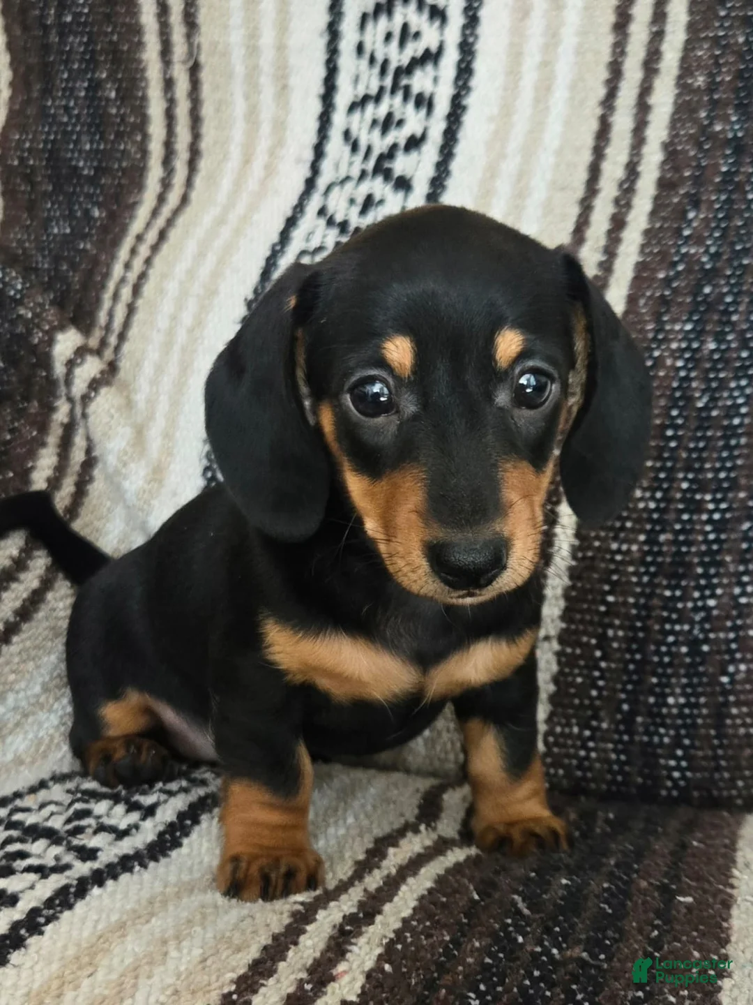 Miniature Dachshund dogs for sale: Elli - Ad 1