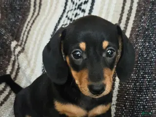 Miniature Dachshund dogs Elli - Ad 41