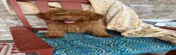 Cavapoo dogs for sale: Ella - Ad 5