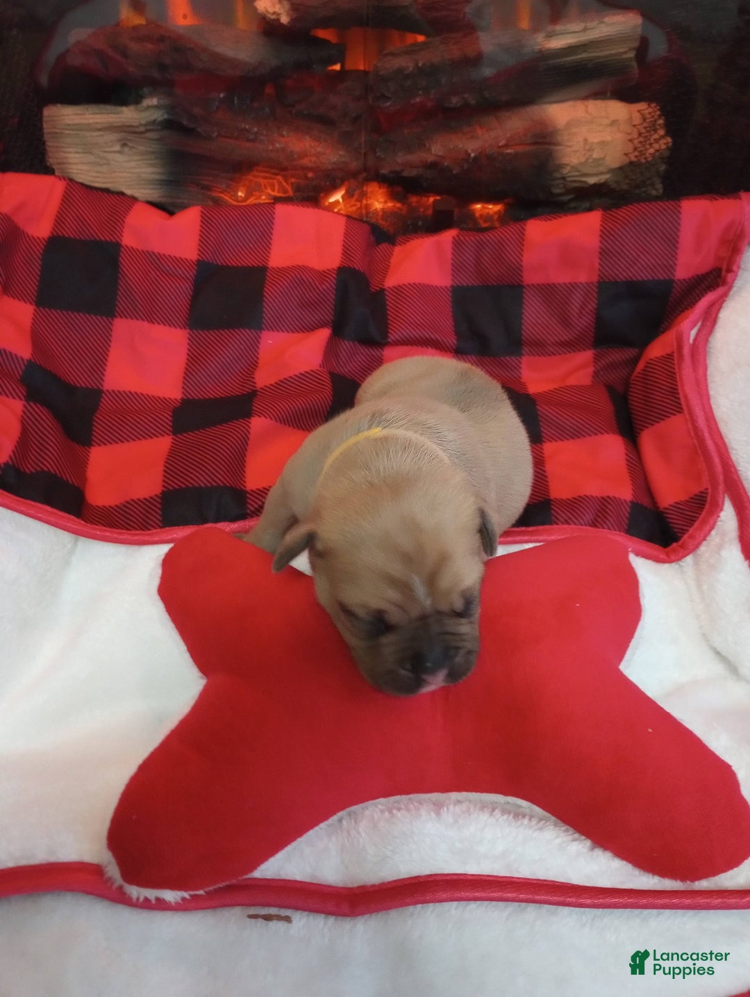 Olde English Bulldogge dogs for sale: Olde English Bulldogge Puppy 2 - Ad 3