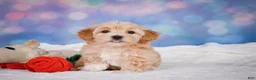 Maltipoo dogs for sale: callie - Ad 10