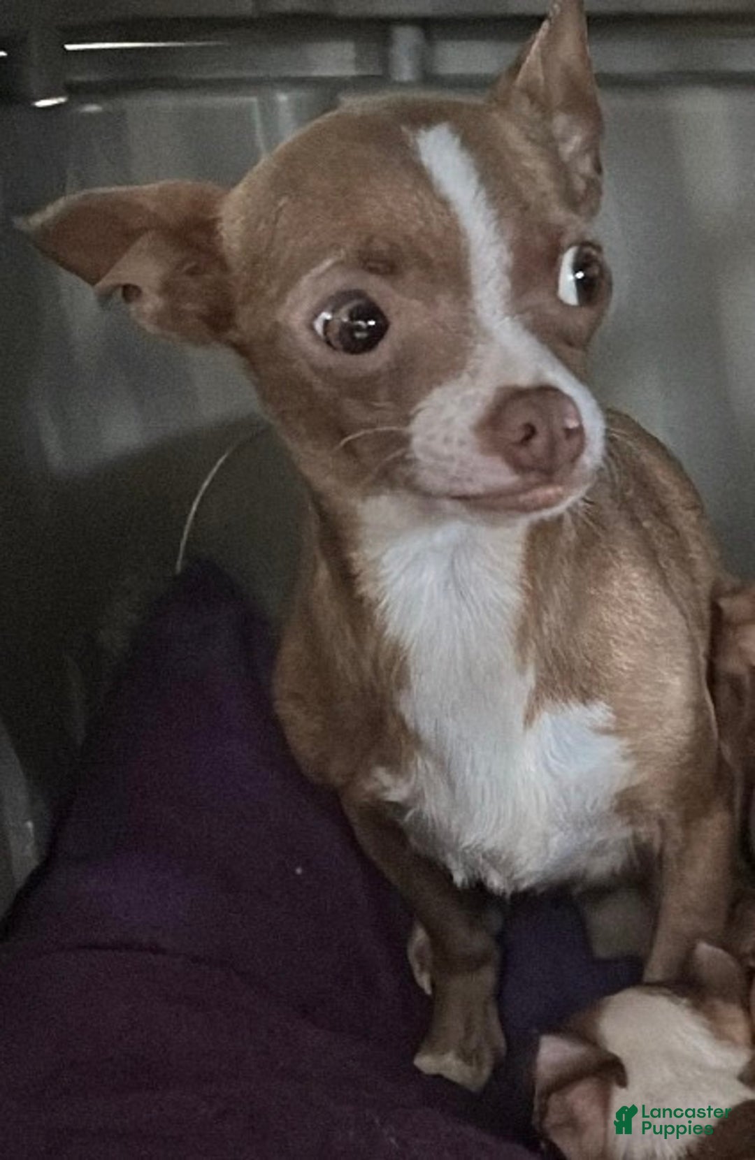 Chihuahua dogs for sale: Luna and canelo  - Ad 6