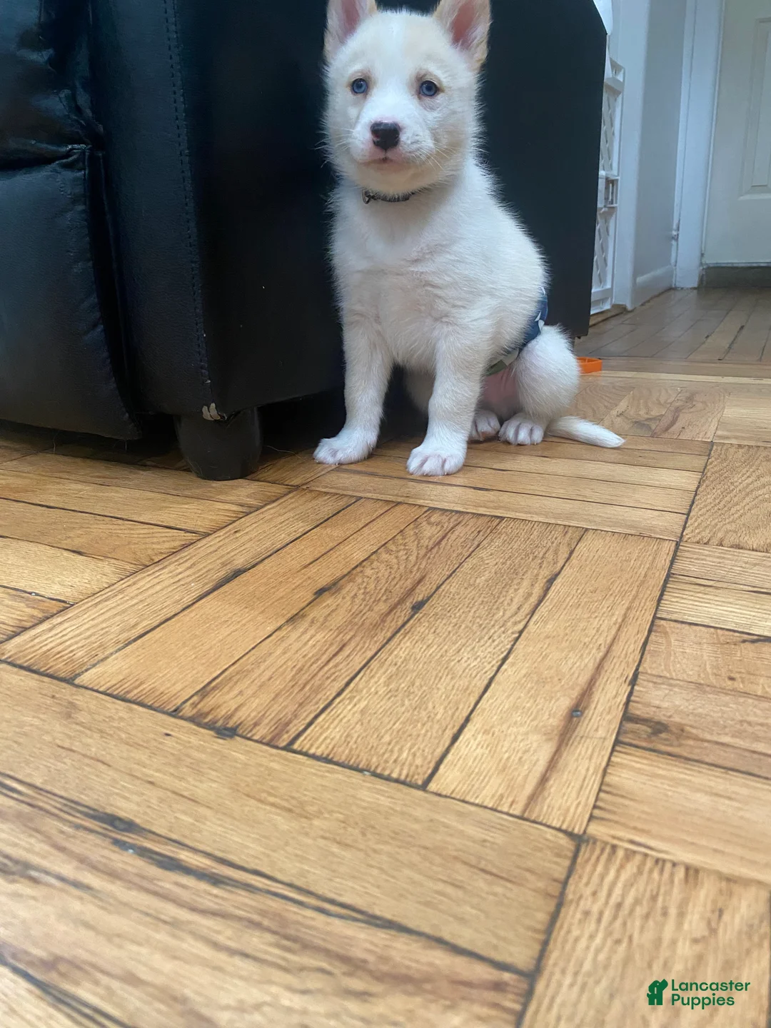 Siberian Husky dogs for sale: Ghost  - Ad 1