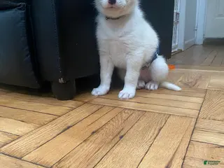 Siberian Husky dogs for sale: Ghost - Ad 4