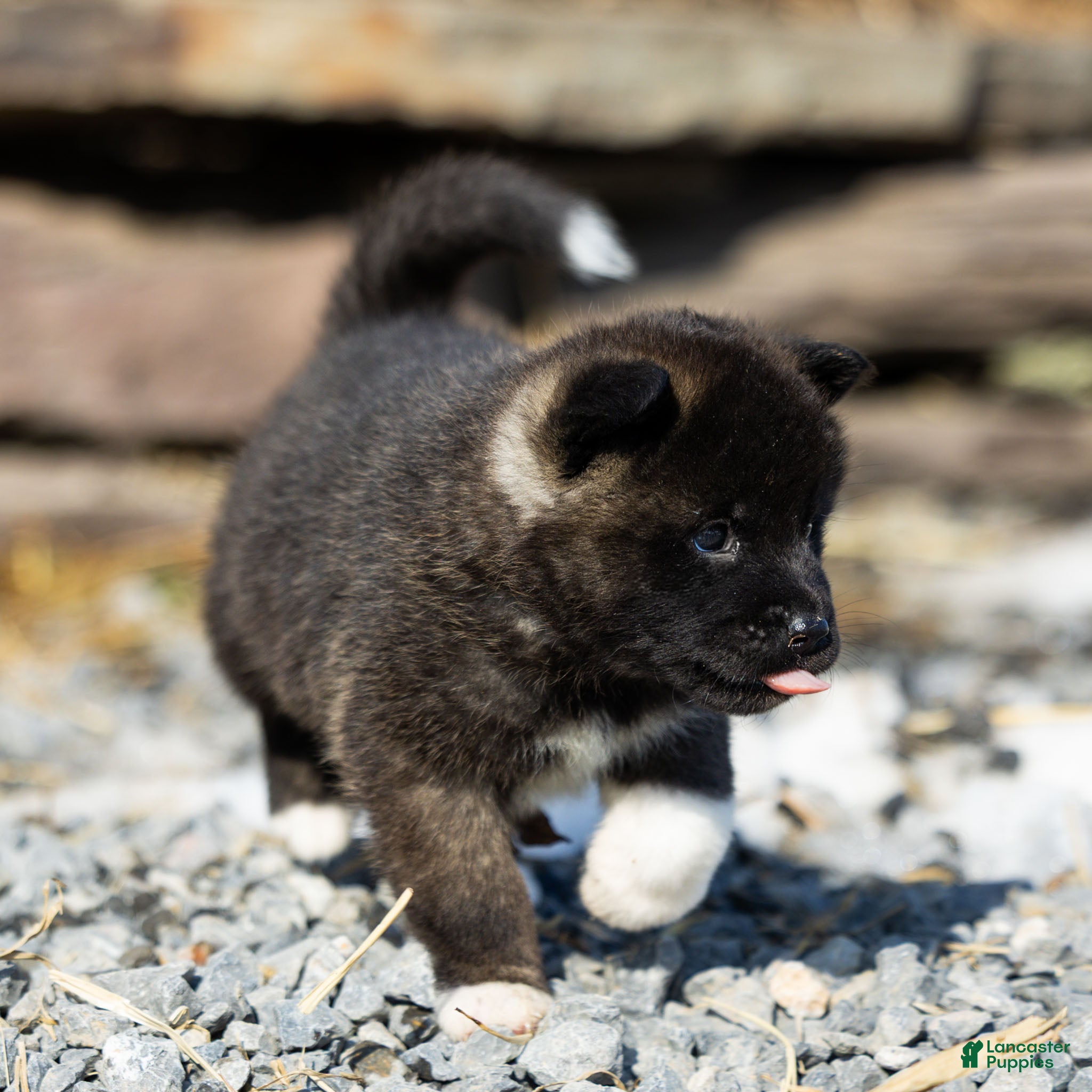 Akita dogs Fuji Akita Puppy  - Ad 2