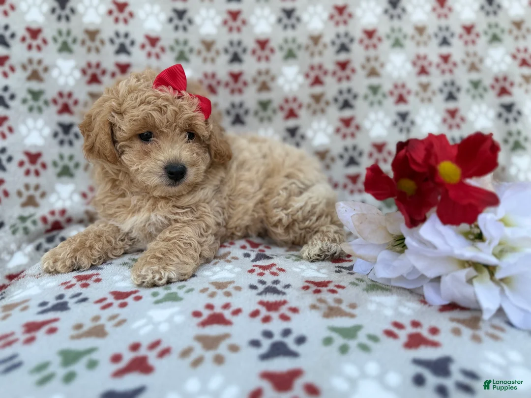 Bichpoo dogs for sale: Winnie - Ad 6