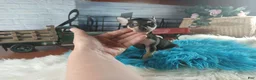 Chihuahua dogs for sale: Haleys blk and tan tiny boy. Hand Delivery  - Ad 5