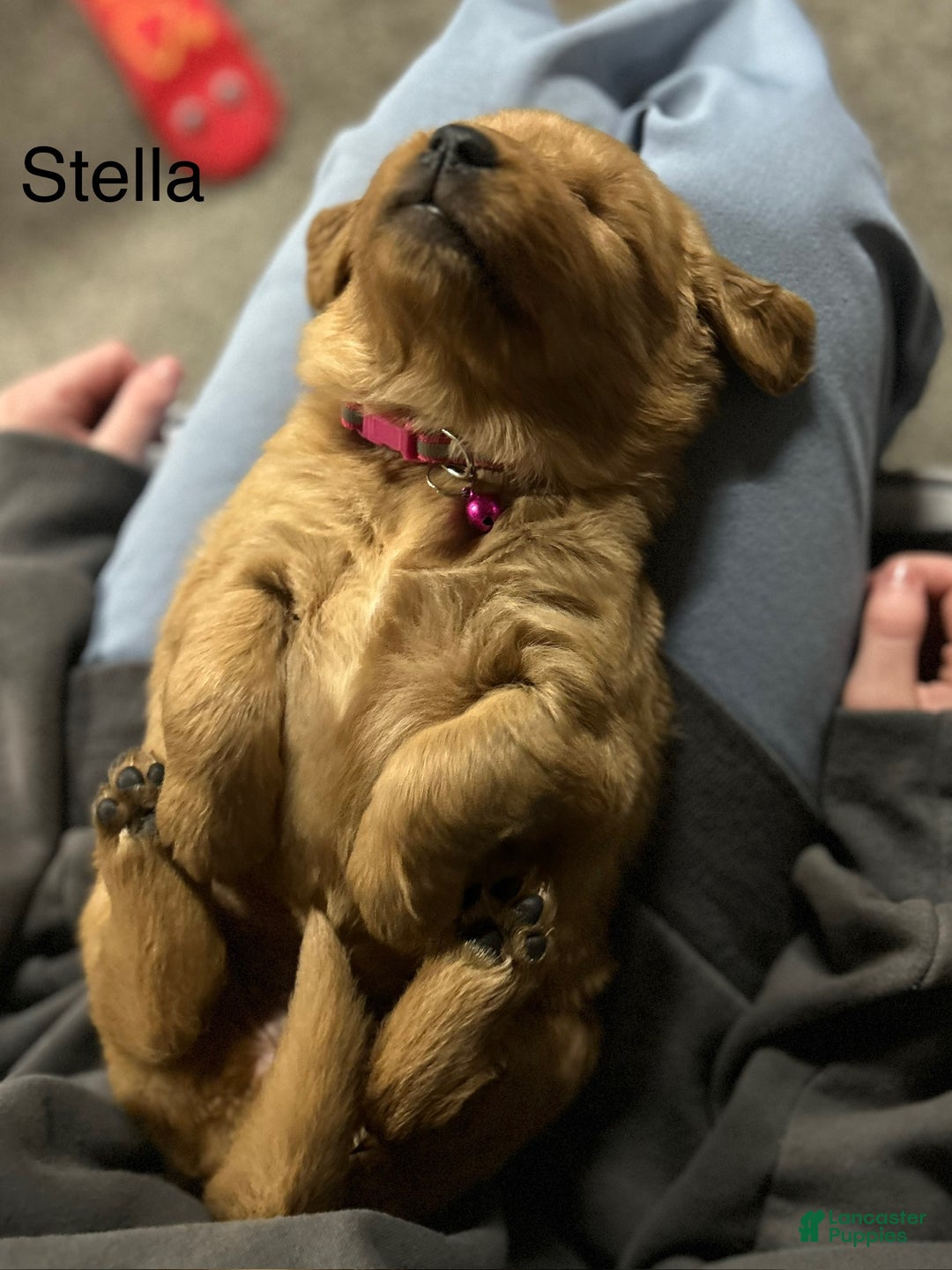 Golden Retriever dogs for sale: Golden Retriever Puppy - Stella - Ad 7