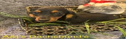 Miniature Dachshund dogs for sale: Miniature Dachshund Puppy 1 - Ad 8