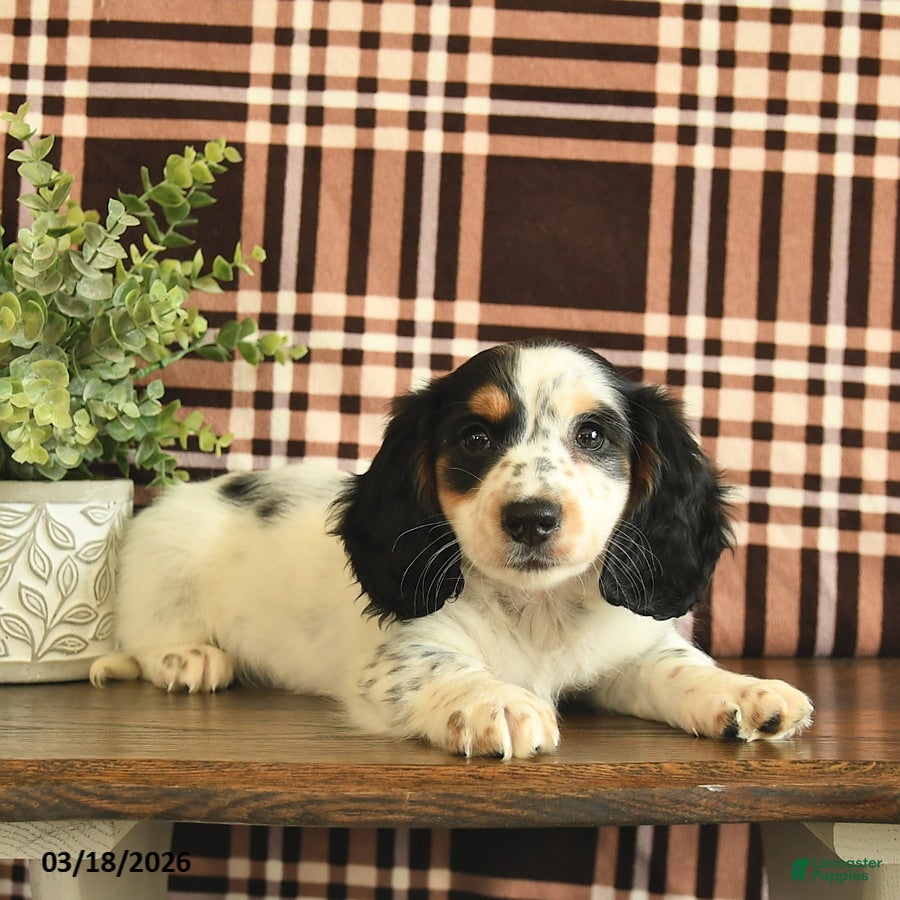 Miniature Dachshund dogs Teddy  - Ad 2