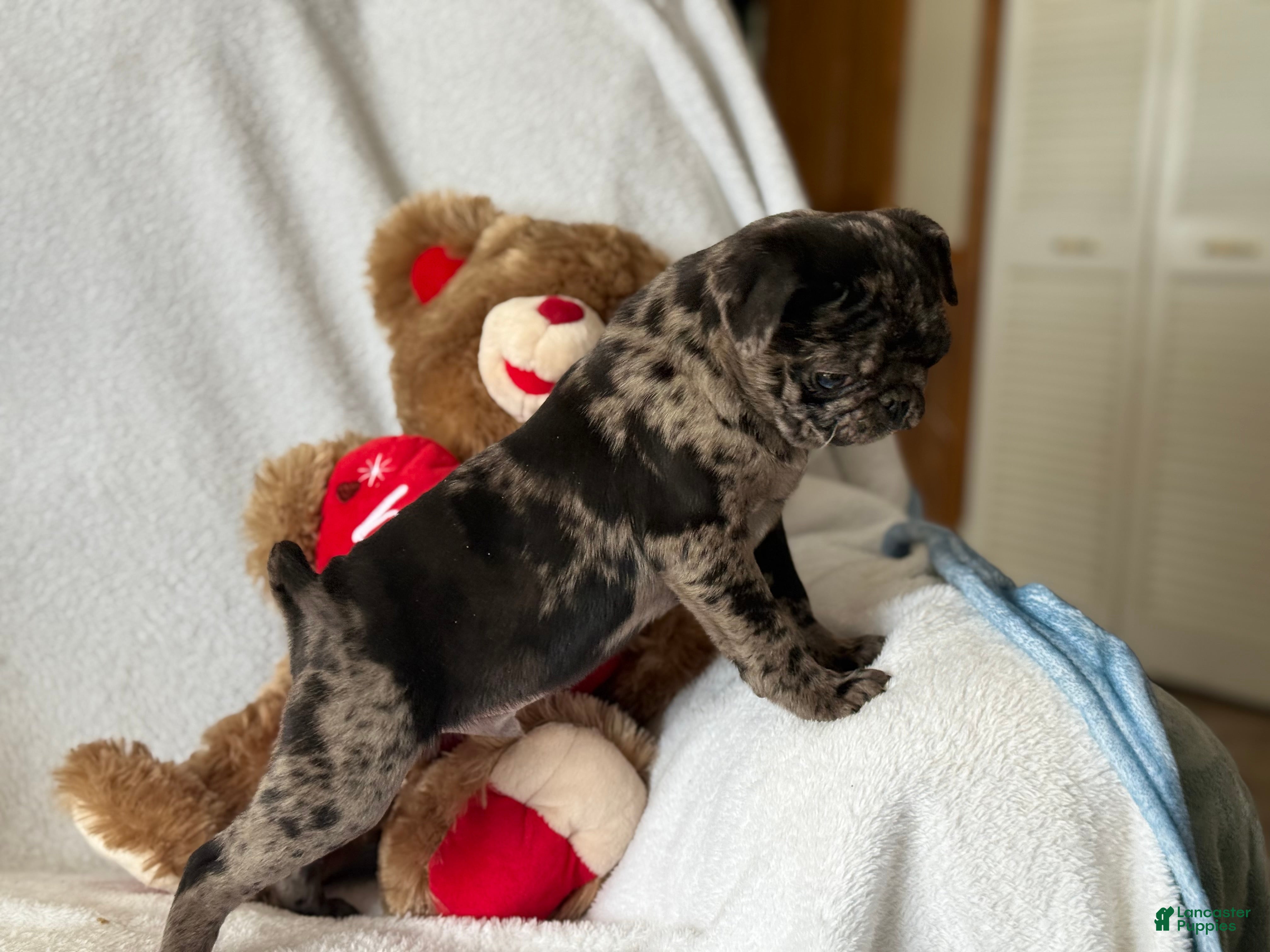 Pug dogs Pumpkin  - Ad 2