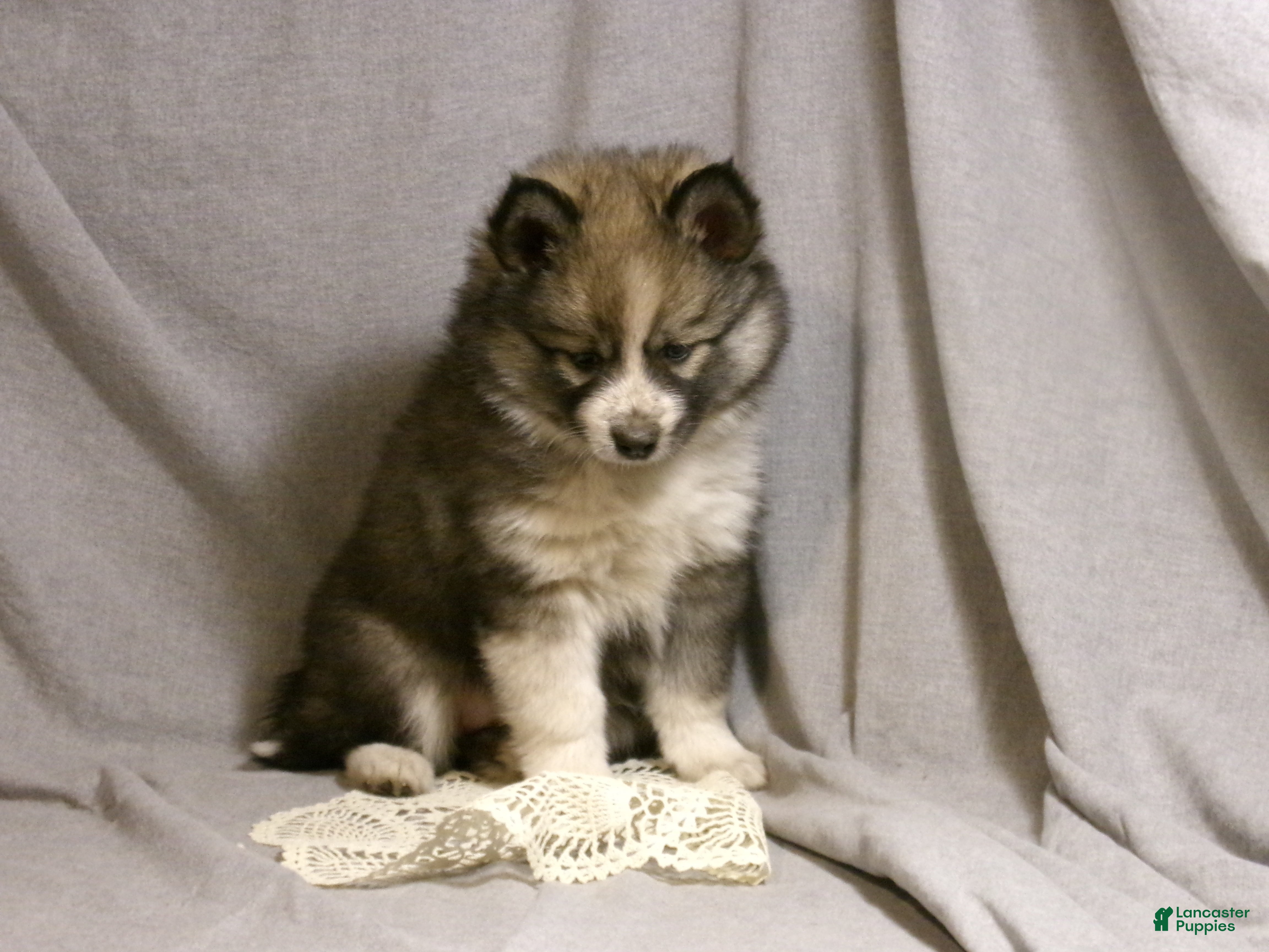 Pomsky dogs Emma - Ad 1