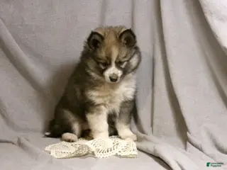 Pomsky dogs for sale: Emma - Ad 1