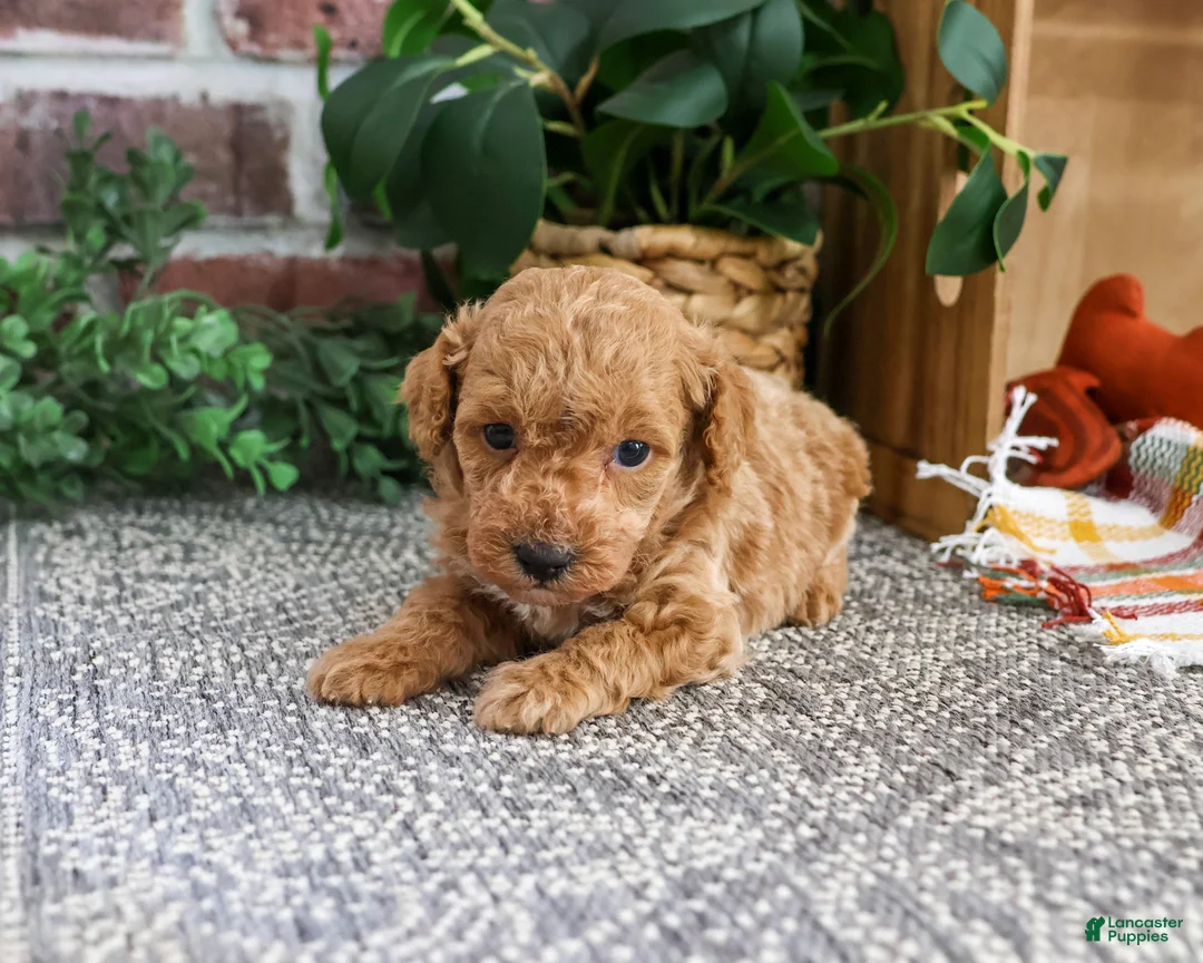 Miniature Poodle dogs for sale: Atlas - Ad 2