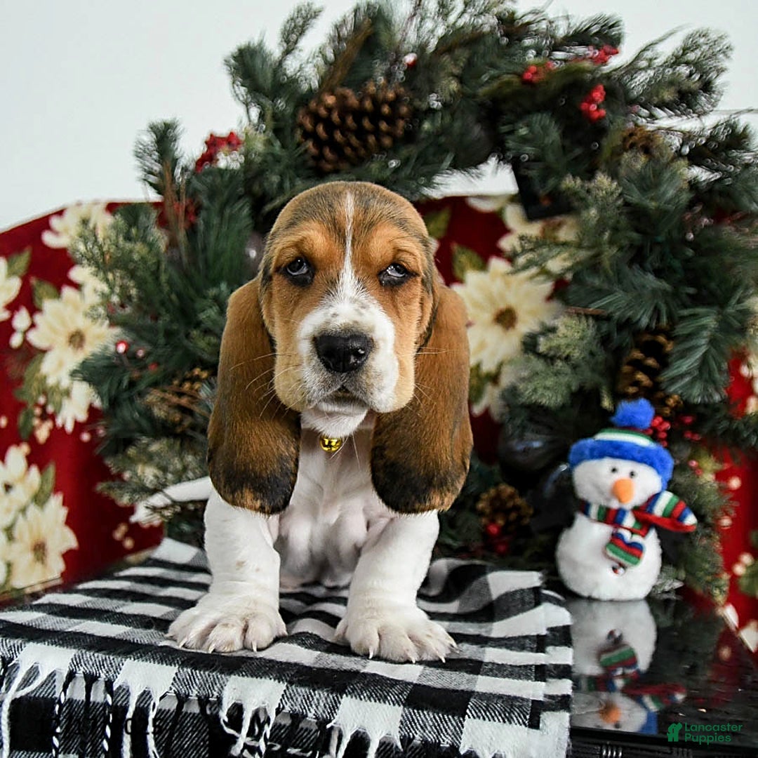 Basset Hound dogs for sale: Flash - Ad 4