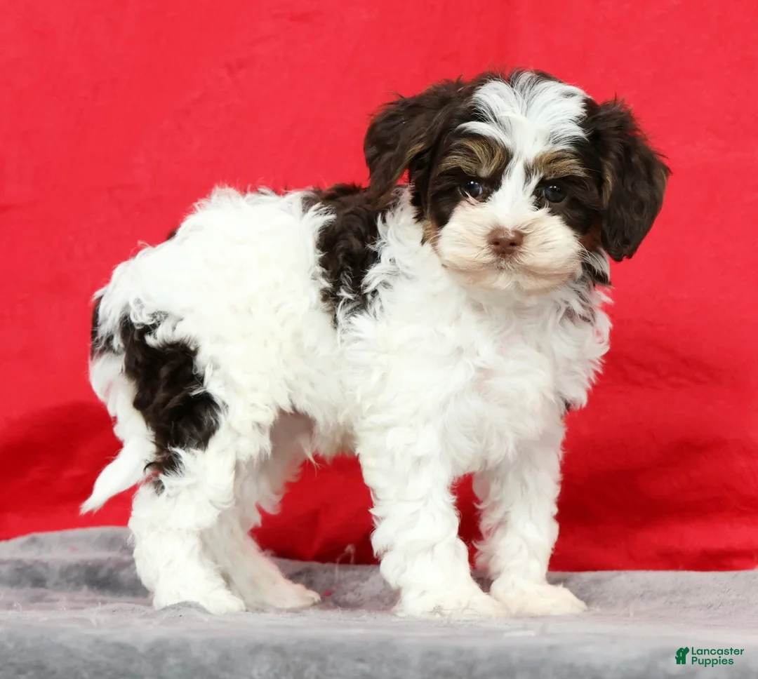 Cavapoo dogs for sale: Miles - Ad 2