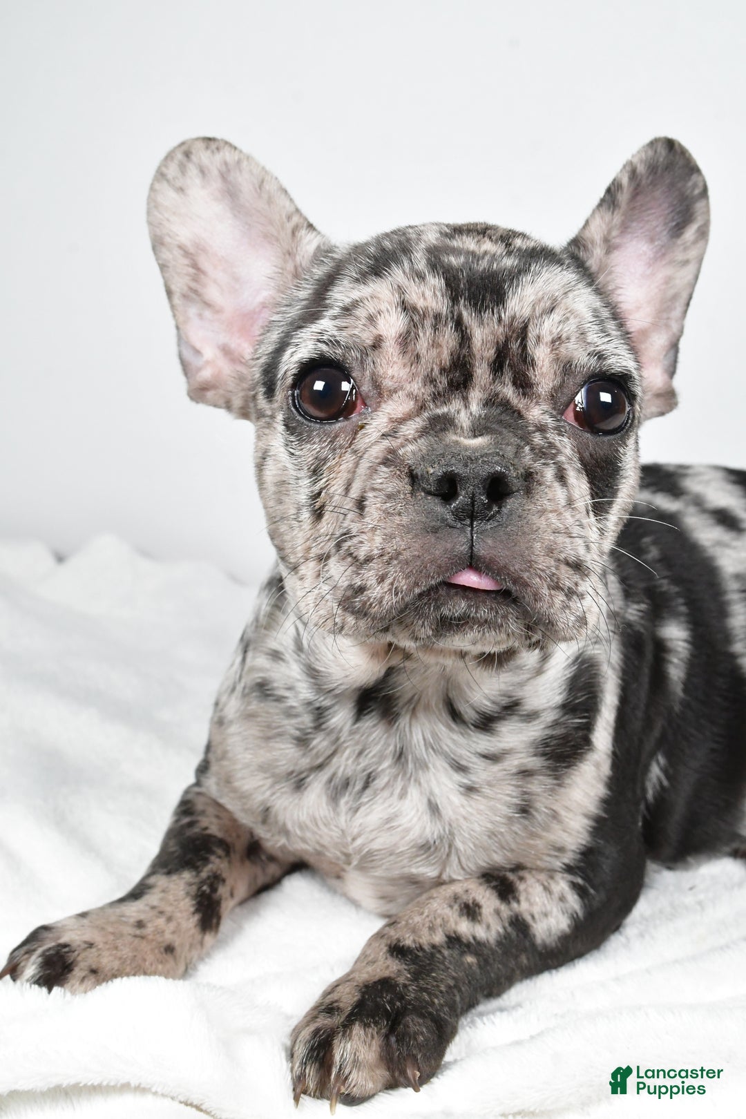 French Bulldog dogs for sale: Sandy - Ad 3