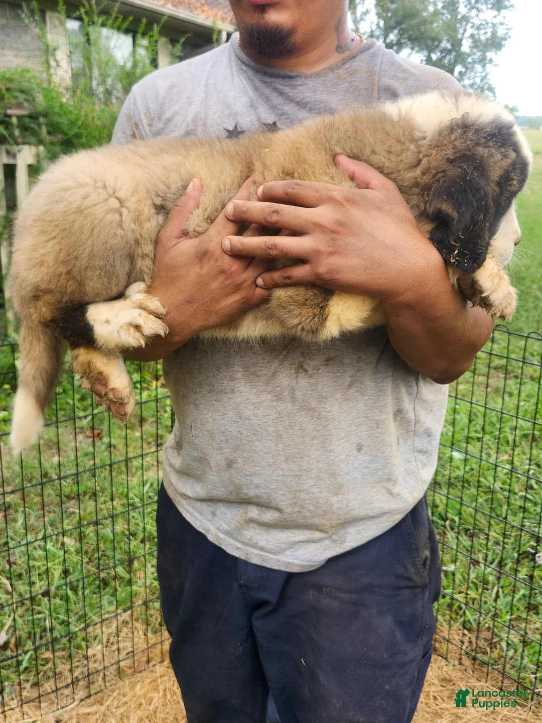 Saint Bernard dogs for sale: Saint Bernard 2 - Ad 2
