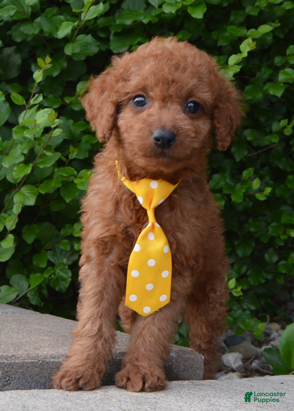 Mini Goldendoodle dogs Mini Gordon - Ad 2