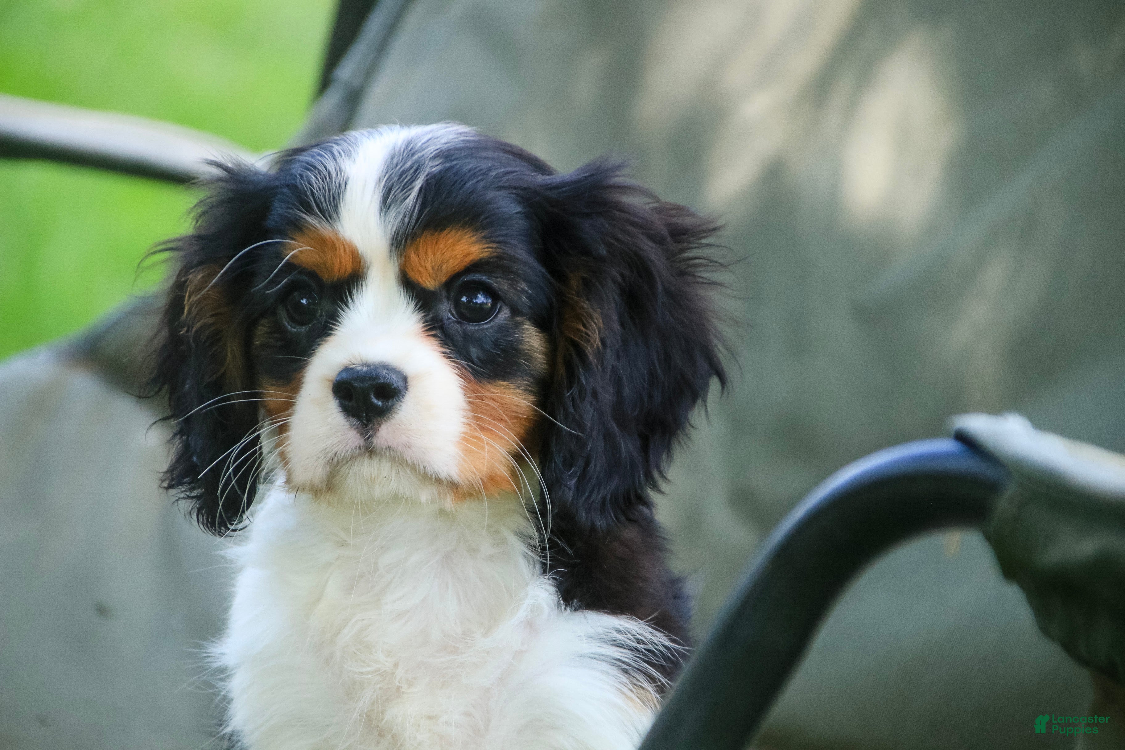 Cavalier King Charles Spaniel dogs Jerry - Ad 2