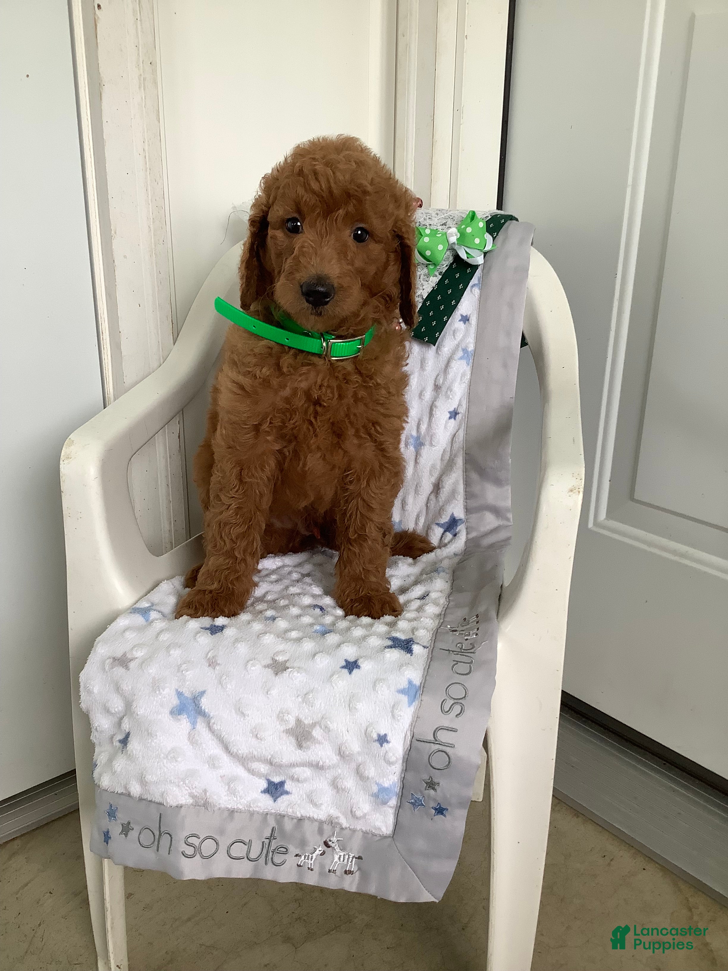Goldendoodle dogs Goldendoodle 1 Rascal - f1b   - Ad 2