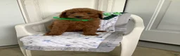 Goldendoodle dogs for sale: Goldendoodle 1 Rascal - f1b   - Ad 2