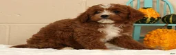 Cavapoo dogs for sale: Autumn - Ad 8