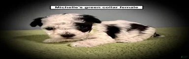 AKC Michelle's Green Collar Female