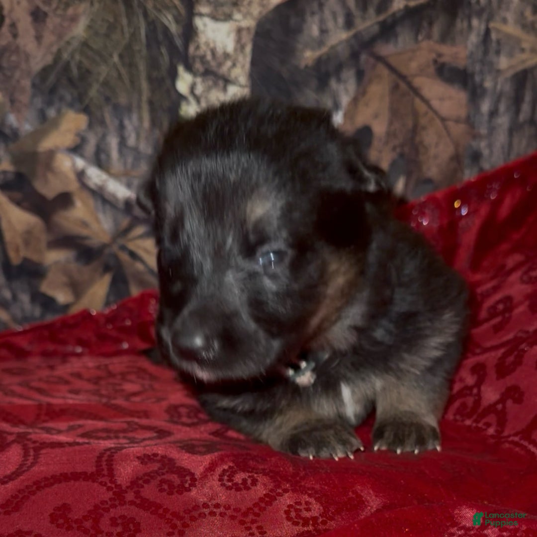 German Shepherd dogs for sale: SUPA - Ad 22