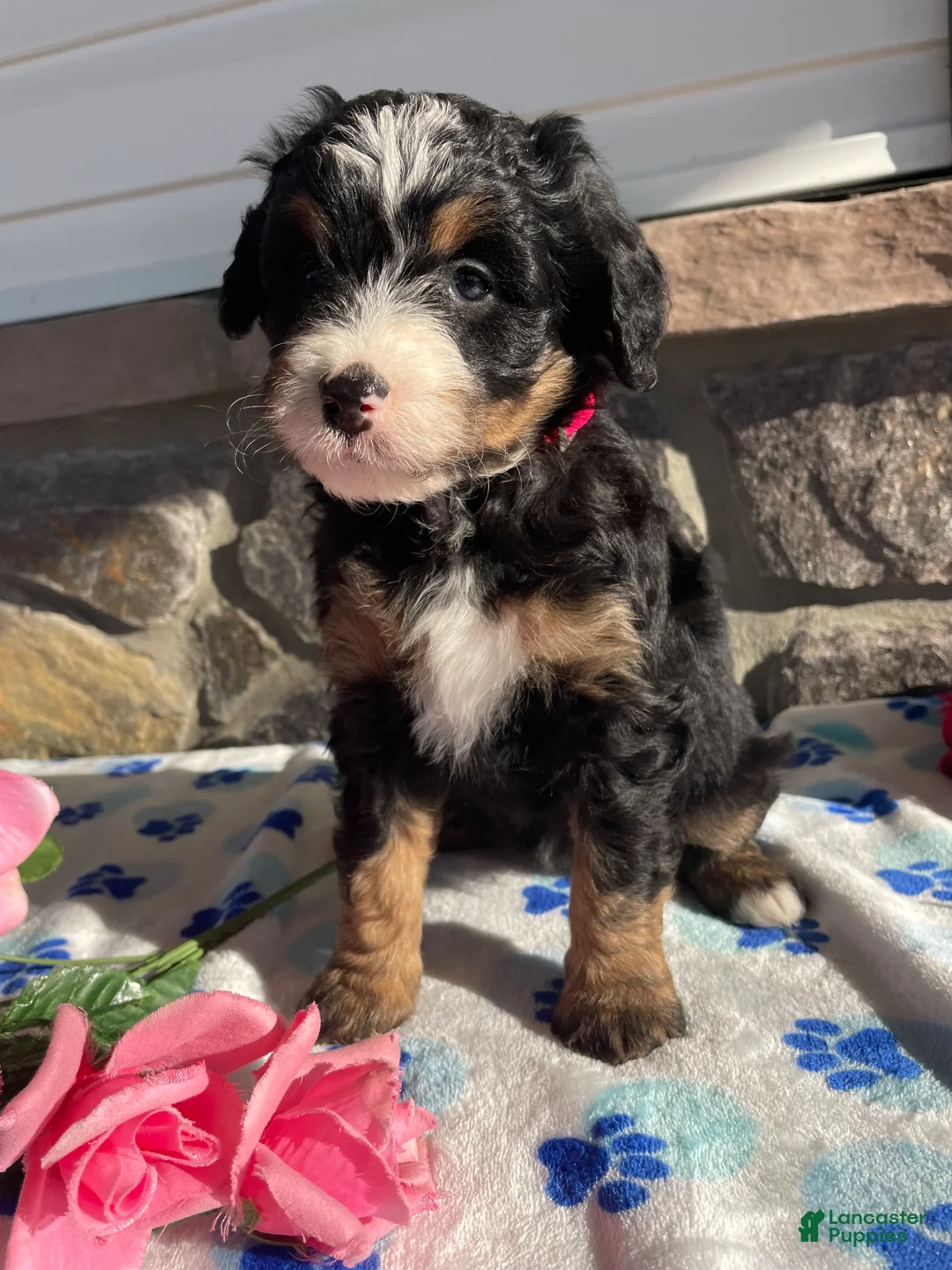 Mini Bernedoodle dogs for sale: Miley - Ad 2