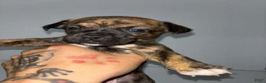Mixed Breed 4