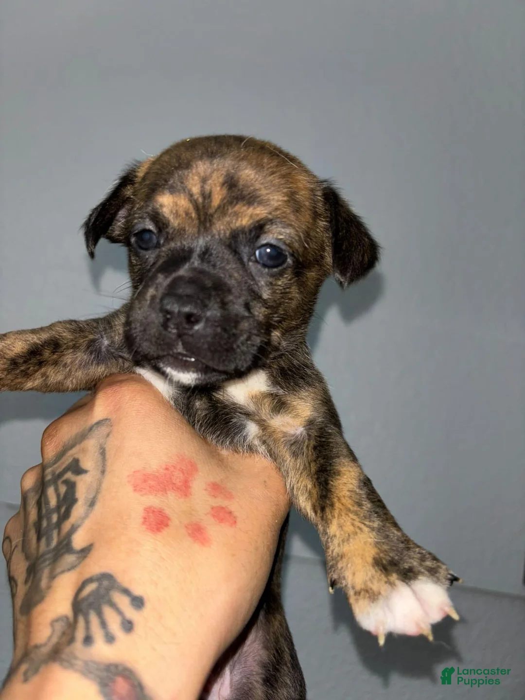 Mixed Breed dogs for sale: Mixed Breed 4 - Ad 1
