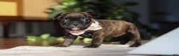 French Bulldog dogs for sale: Shiloh - Ad 5